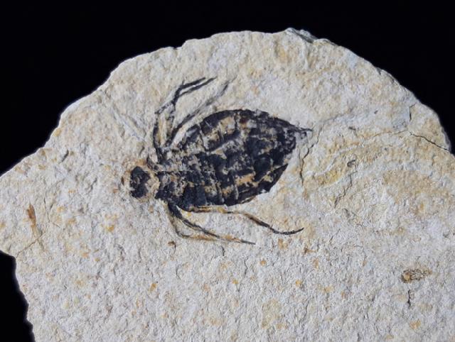 Libellula doris HEER 1849 - Bild © FossNet FossilienStore